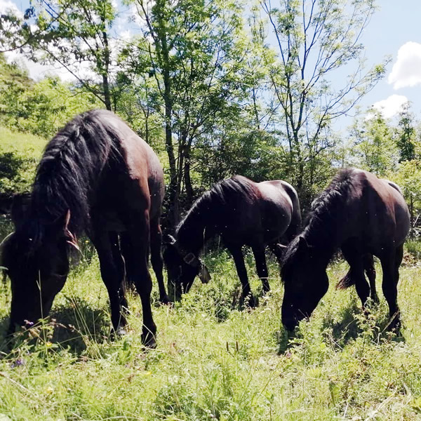 Storia e Standard cavallo Mérens